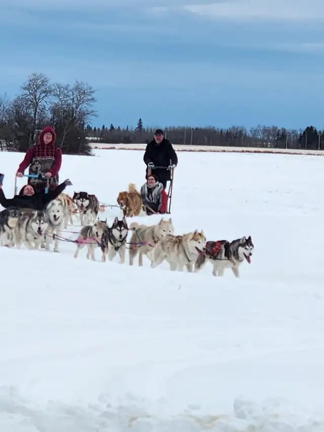Dog Sledding Adventures64840294090242121