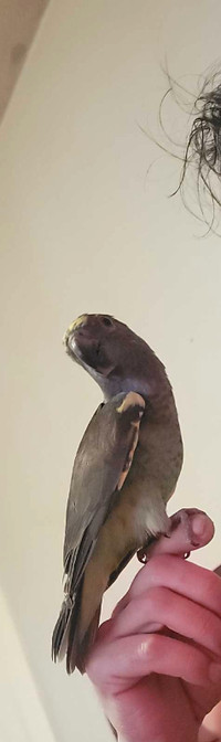 Meyer parrot