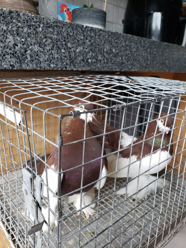 Russian Volga pigeons for sale in Birds for Rehoming in Markham / York Region - Image 2