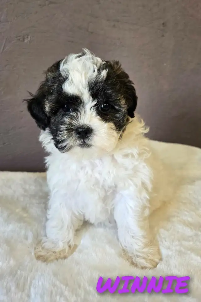 BEAUTIFUL SHIHPOO PUPPIES in Dogs & Puppies for Rehoming in Edmonton - Image 4