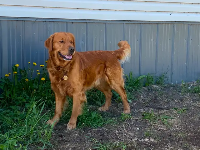 Golden retriever puppies in Dogs & Puppies for Rehoming in Winnipeg - Image 8