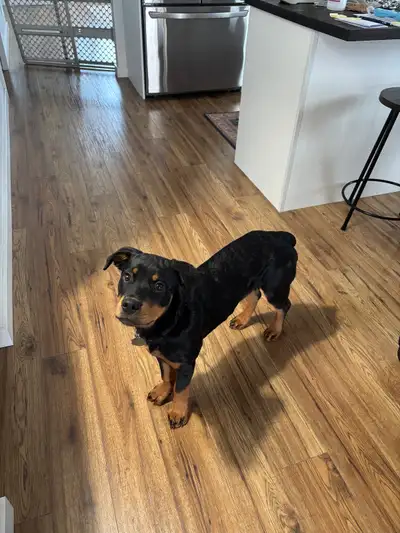 Rottweiler Female Puppy, View more