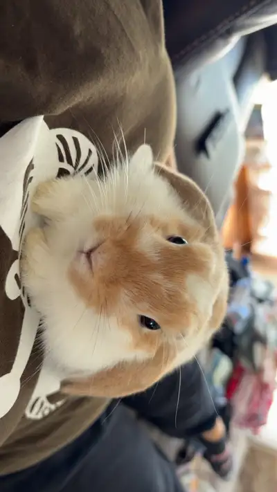 2 Male bunnies for rehoming, View more