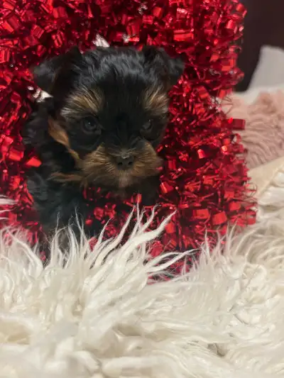 Yorkshire terrier puppy male, View more