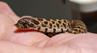 HOGNOSE HATCHLING (Normal Male, "Locust") - Herbs and Herps