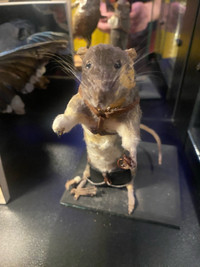 Taxidermy Oddities 