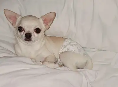I have 2 Chihuahuas that I am rehoming. 1st. A 2 year old male who is a Canadian Champion. Unfortuna...