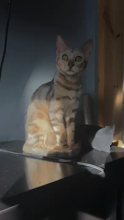 Femelle bengal agé de 8mois Non operer Pas dégriffé Pure race Très gentille adore les enfants aime j...