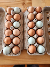 Chicken Eggs - FREE RUN - Fresh and Nutritious