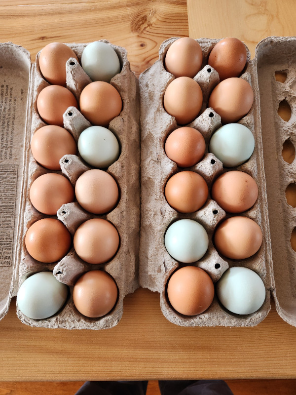 Chicken Eggs - FREE RUN - Fresh and Nutritious in Livestock in Oshawa / Durham Region