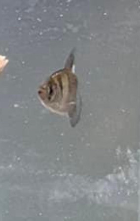 1 Tetra fish in Fish for Rehoming in Oshawa / Durham Region