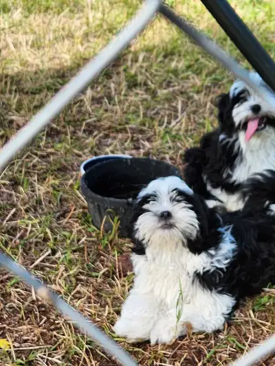 adorable shih tzu puppies, View more