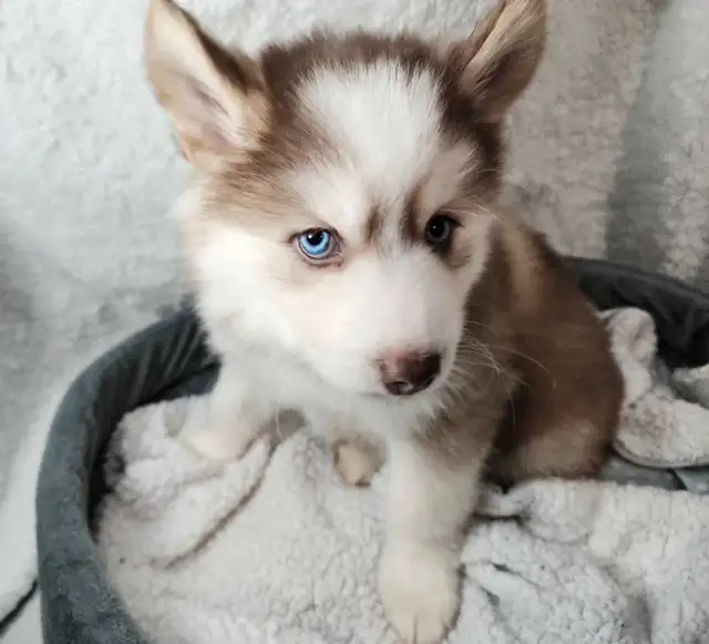 F4 Pomsky Puppies! Ready Now!! in Dogs & Puppies for Rehoming in Norfolk County - Image 7