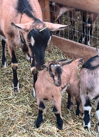 Pure bred Alpine goat flock