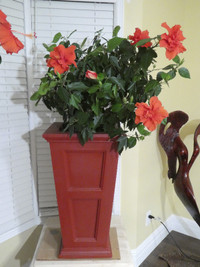 Large Tropical Hibiscus Plant with Fairfield Planter