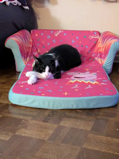 Tuxedo Cat for Rehoming, View more