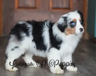 Toy & Mini Aussies & Aussiliers, View more
