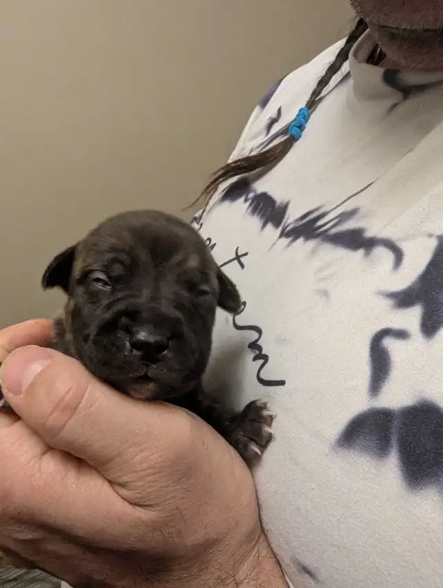 Pups please message number in Dogs & Puppies for Rehoming in Medicine Hat - Image 7