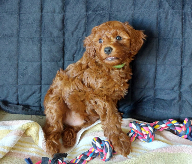 Mini Goldendoodle Red/Apricot Puppies (All puppies have homes) in Dogs & Puppies for Rehoming in Tricities/Pitt/Maple - Image 4