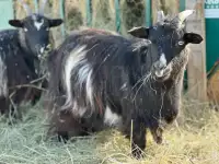 Silky Fainting goats