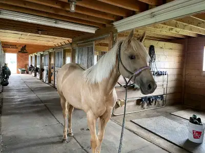 HORSE BOARDING, View more