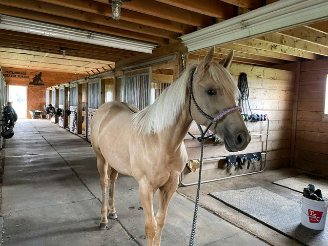 HORSE BOARDING in Animal & Pet Services in North Bay