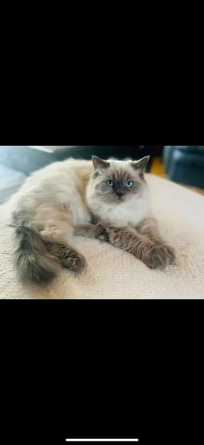 Chat mâle himalayen Non vacciné Non stérilisée Cherche maison aimante pour l’accueillir Il aura un a...