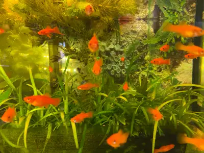 Red swordtail fish , View more