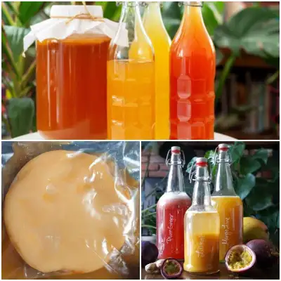 Kombucha SCOBY , View more
