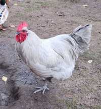Lavender Orpington rooster 1 year old