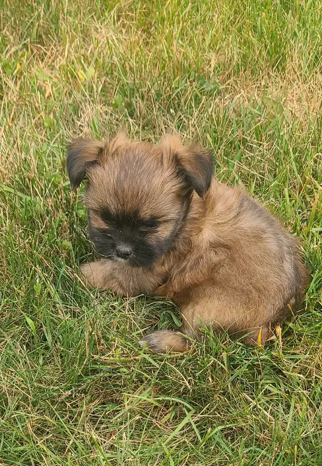 Shiranian Male Puppies - (Shih tzu × Pom) in Dogs & Puppies for Rehoming in Brantford - Image 3