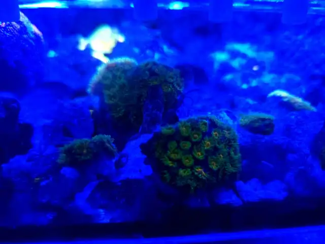 John Deere Leptastrea Coral frag in Fish for Rehoming in Brantford - Image 4
