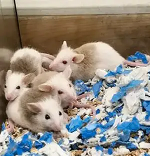 souris africaine à poil doux, rat natal, natal rat, rongeur in Small Animals for Rehoming in Trois-Rivières - Image 3