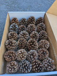 Pine cones for Christmas crafts