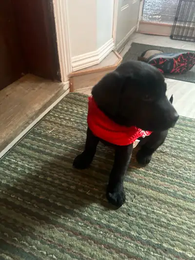 Black Lab Puppies , View more