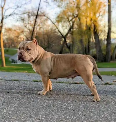 American Bulldog adult female, View more