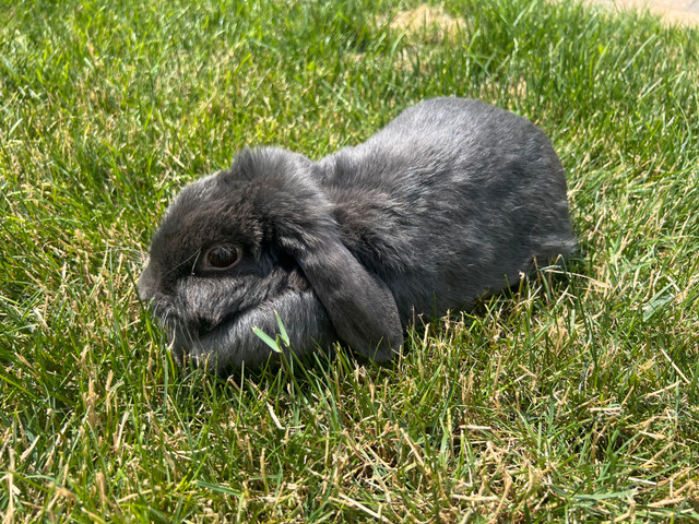 lapin nain bélier hollandais ( femelle) dans Petits animaux à adopter  à Laval/Rive Nord - Image 4