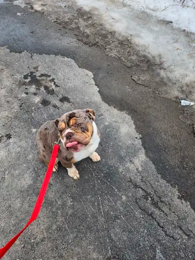 Femelle de 11 mois habituer au chats et chien mes pas douce elle n'est pas propre beaucoup de diffic...