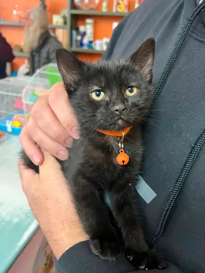 Hi, I am Taylor. I work at a pet store and I soon am looking to train to be a vet. I'm an experience...