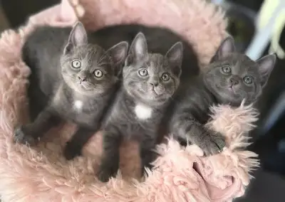 Kittens grey, View more