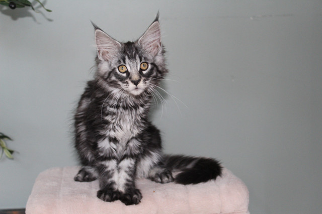 *PRICE DROP* XXL European Mainecoon kittens in Cats & Kittens for Rehoming in Moncton - Image 3
