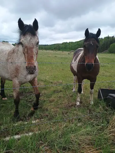 ISO farrier in Sundre area , View more