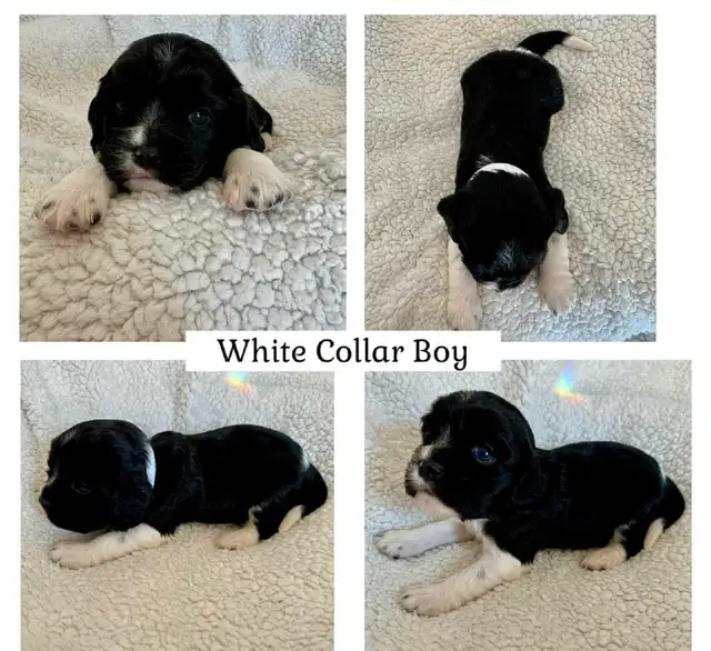 Cavalier King Charles Spaniel Dogs & Puppies for Rehoming Saskatoon Free local classifieds