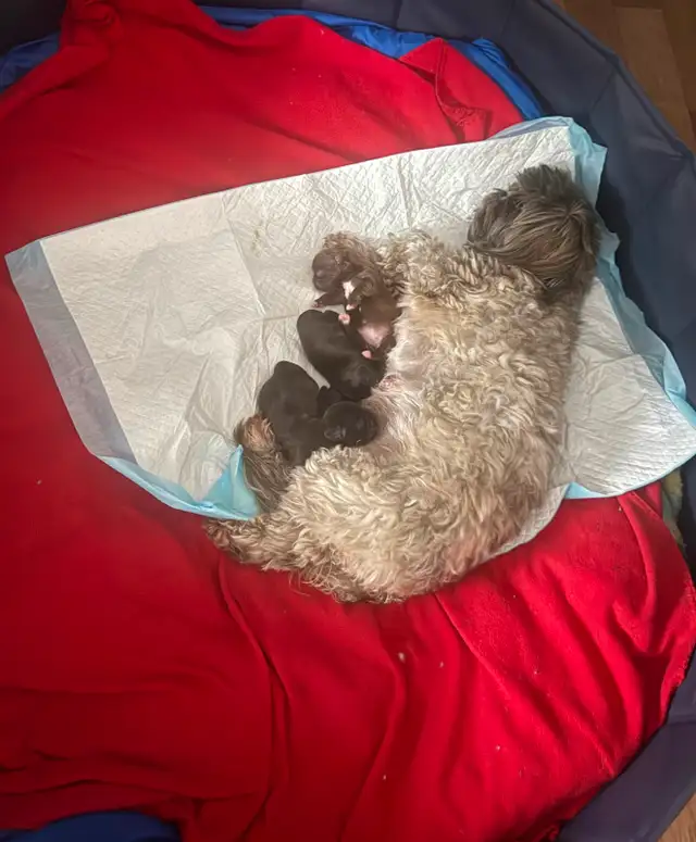 **Adorable Puppies Looking for Their Forever Homes!** in Dogs & Puppies for Rehoming in Ottawa - Image 6
