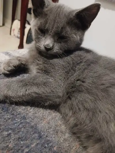 Russian Blue Kitten for sale., View more