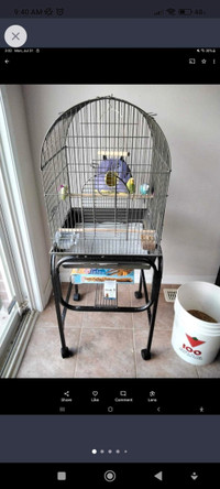 Birdcage with a pair of budgies and food 