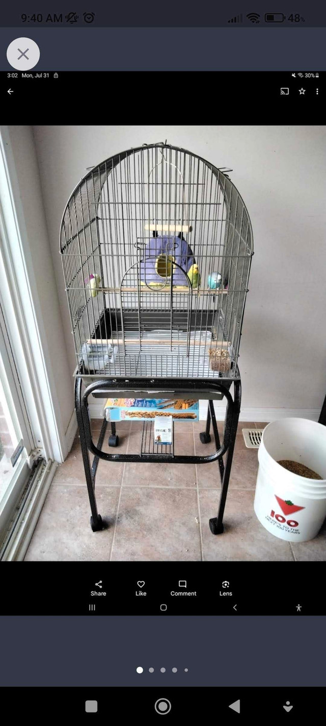 Birdcage with a pair of budgies and food  in Birds for Rehoming in Oakville / Halton Region