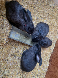 3 males left! Large Flemish giant/continental bunnies