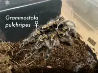 Tarantula Drop Offs - Newmarket