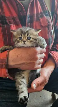  Persian Ragdoll Kitten